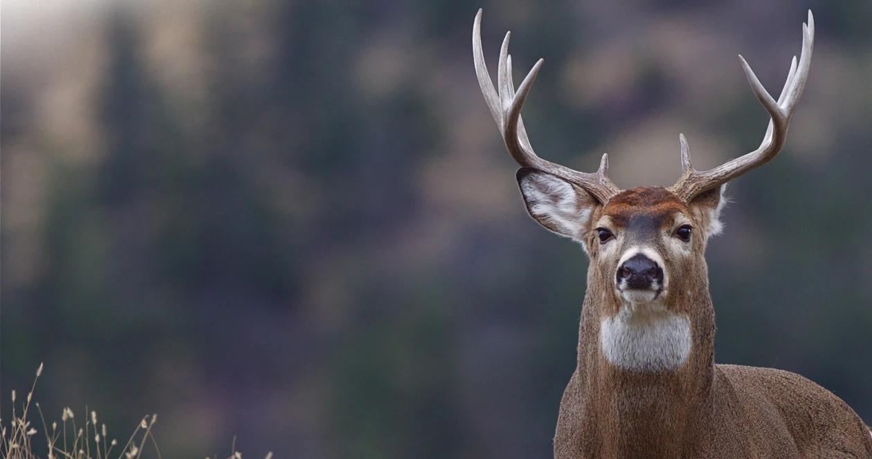 Oregon deer ehd outbreak h1_0
