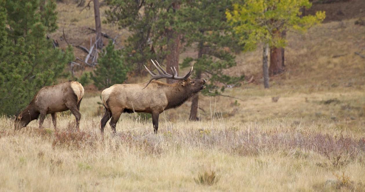 Black hills elk tags h1