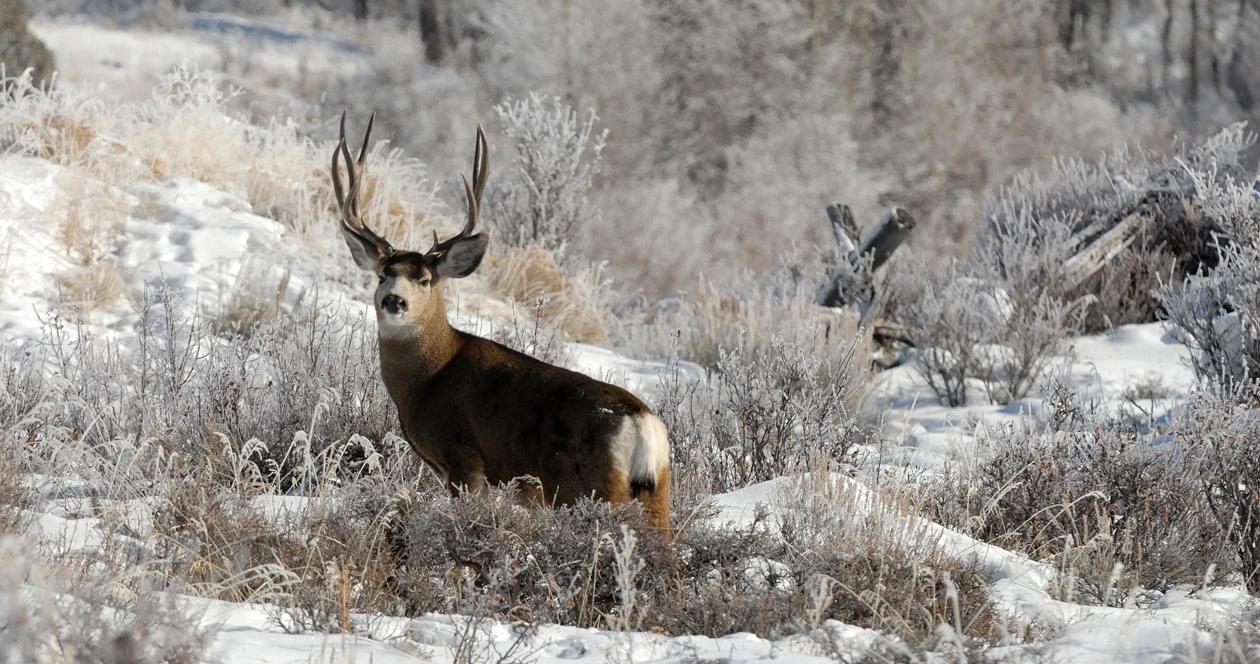 Utah deer numbers h1