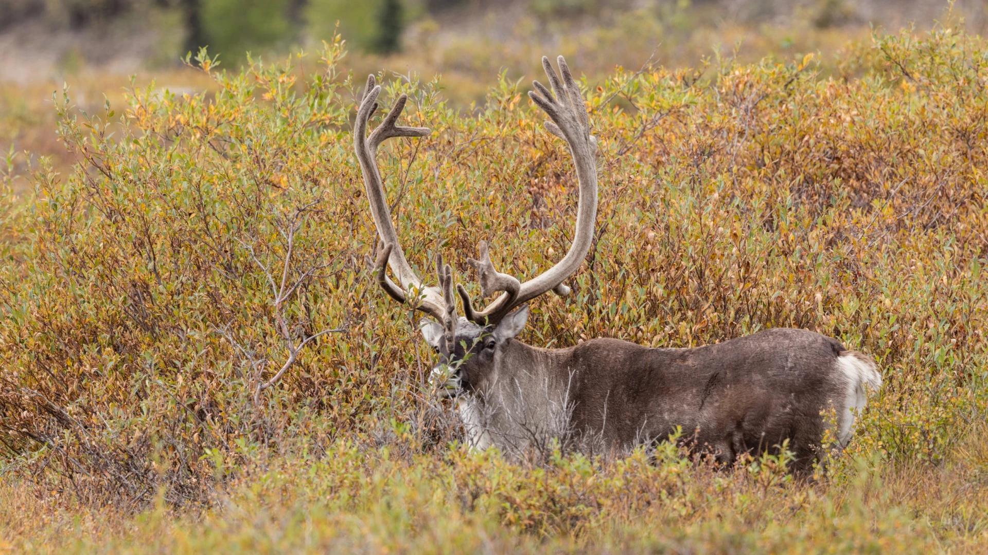 Alaska officials kill brown bears to help caribou herd