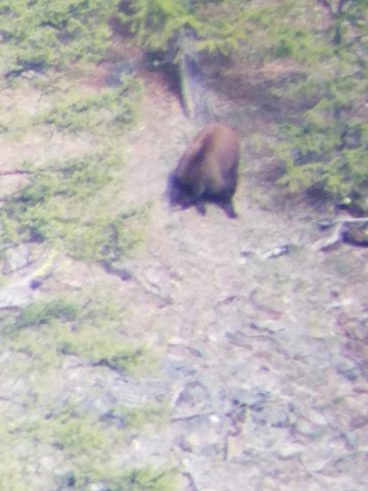 Digiscope photo of montana black bear