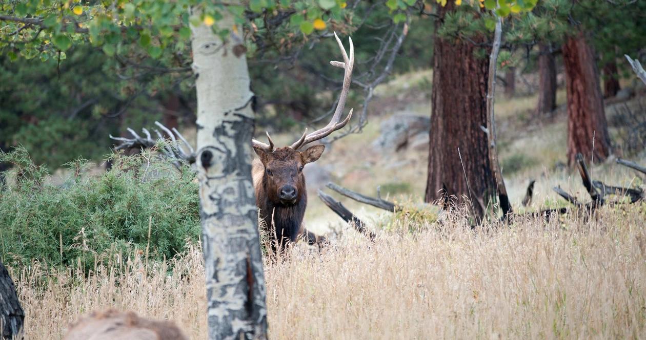Elk looking around tree 1