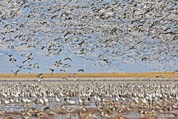Image:waterfowl in drought