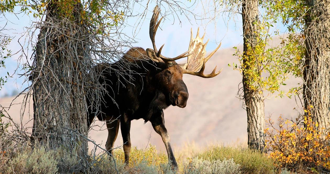 Moose in timber 1