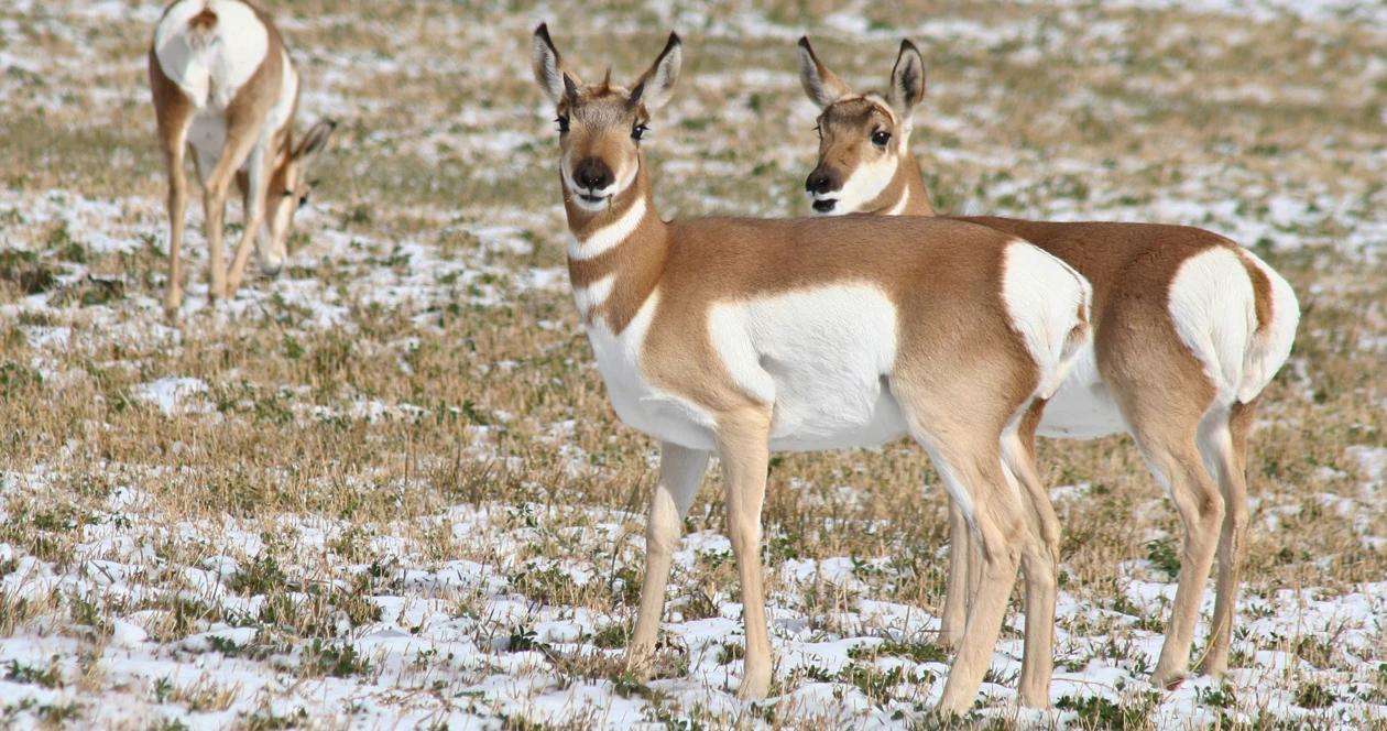 Wyoming antelope migration tues h1