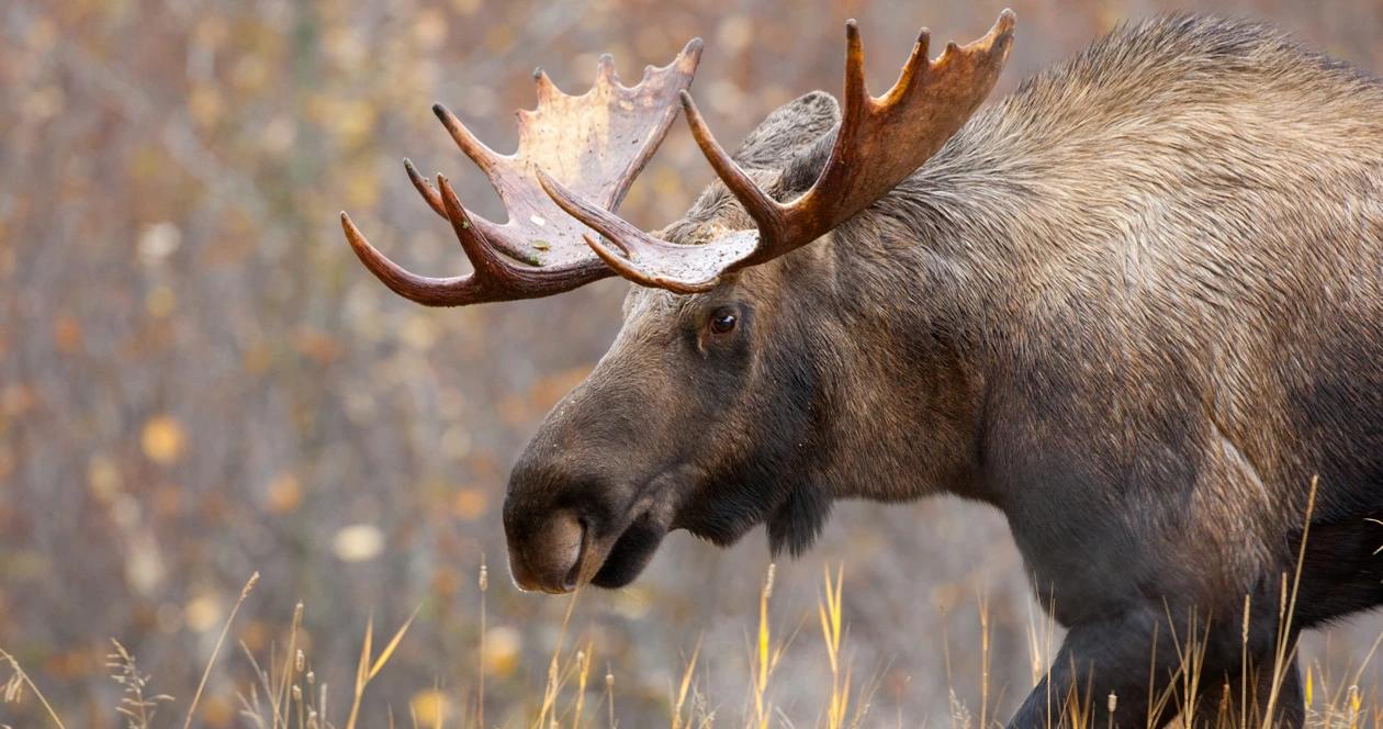 Montana moose h1