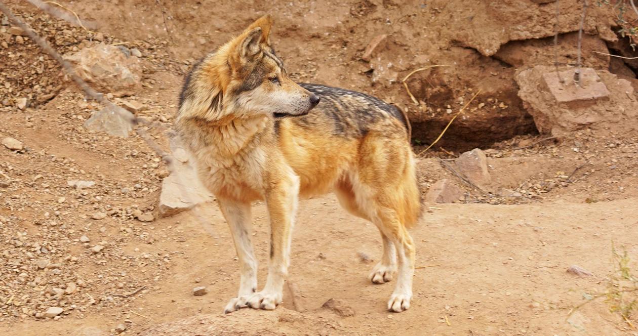 Mexican wolves h1_1
