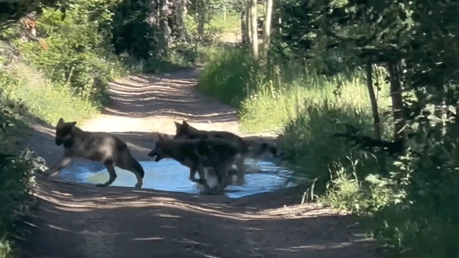 Colorado to relocate problem wolves