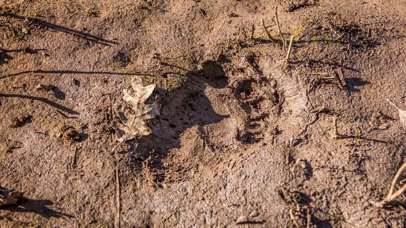 OTC black bear hunting opportunities in Arizona