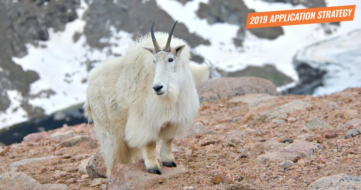 2019 utah moose sheep goat bison application strategy article 1