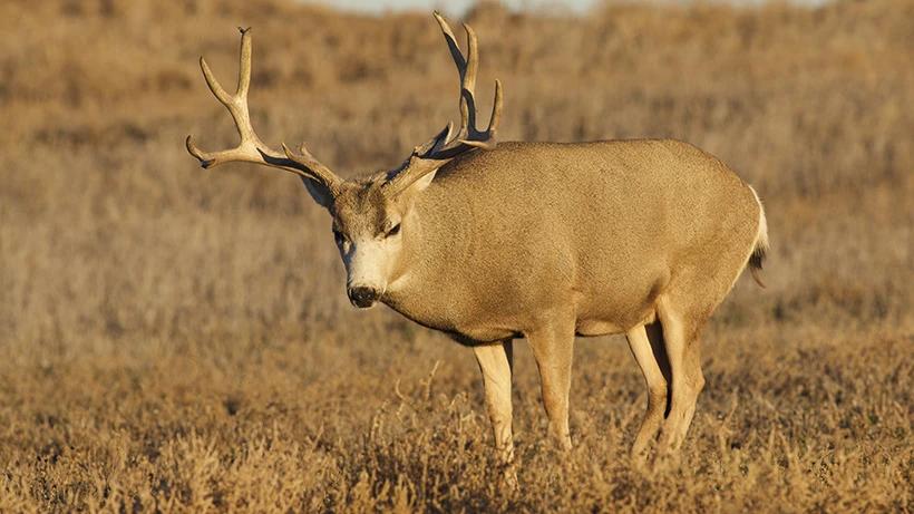 California app strategy deer elk antelope bighorn%202023%20820