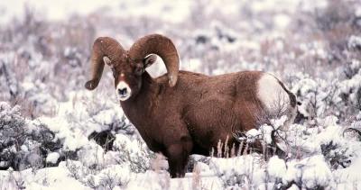 Application Strategy: 2023 Montana moose, sheep, goat, bison