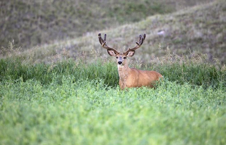 Wyoming mule deer buck 1