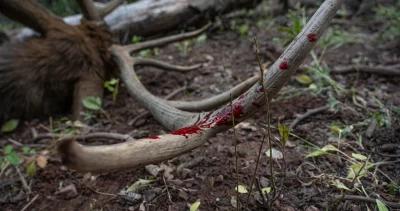 Tips and tricks to find archery bulls in thick timber