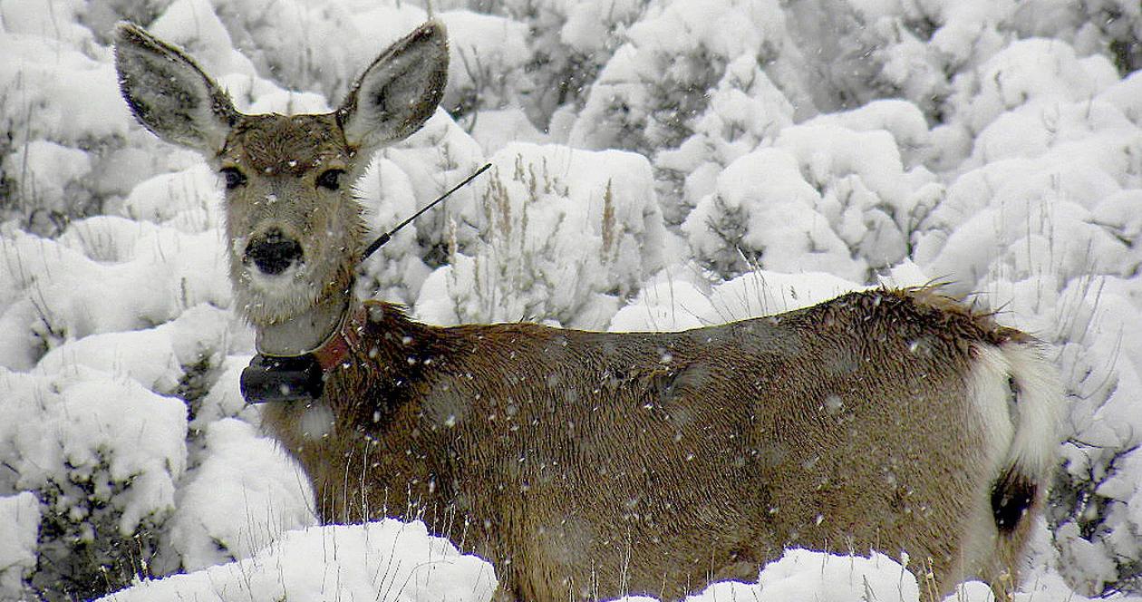 Mule deer doe with radio collar utah dwr h1