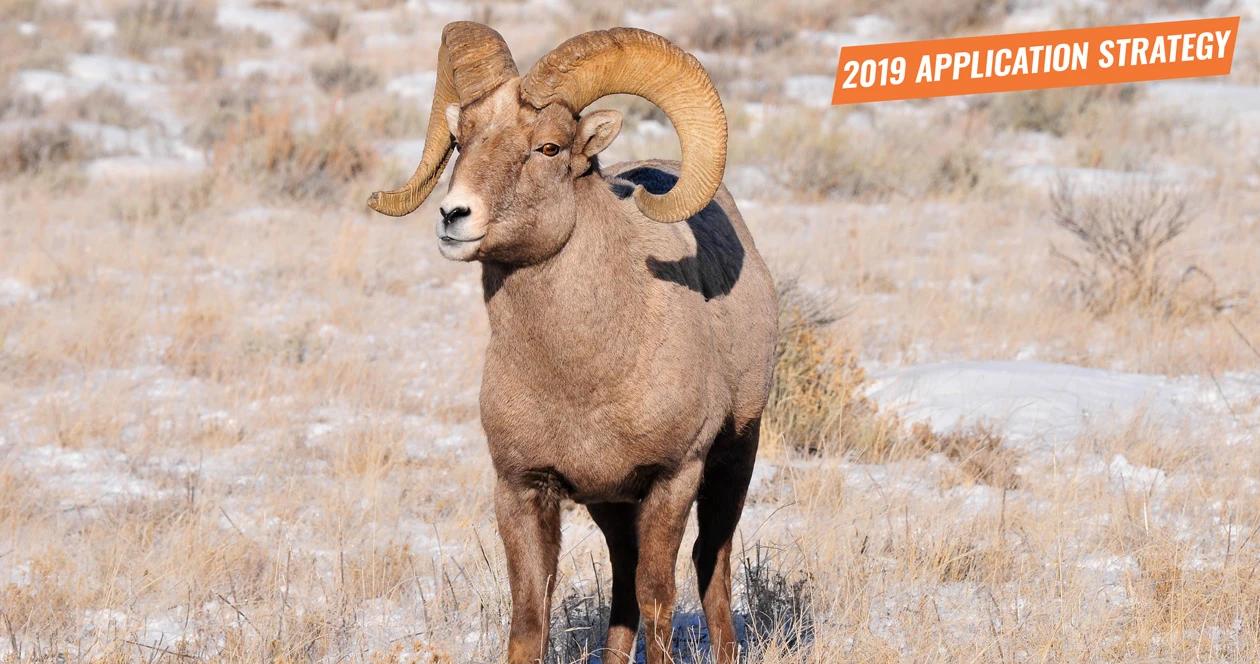 2019 montana sheep moose goat bison application strategy 1