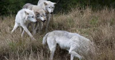 Idaho wolves killed h1