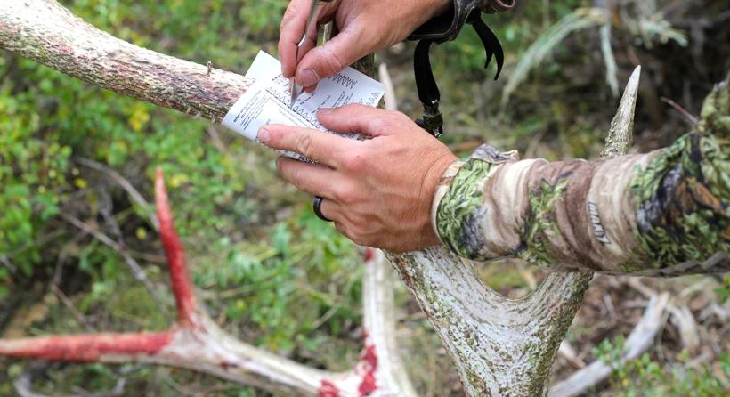 Cutting out archery elk tag
