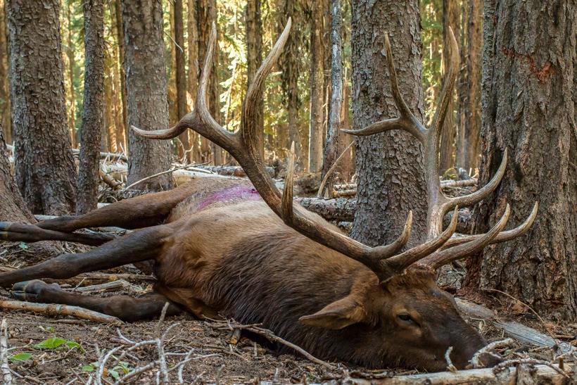 Large archery bull elk on the ground