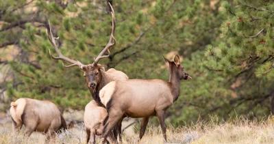 Application Strategy 2023: Montana elk