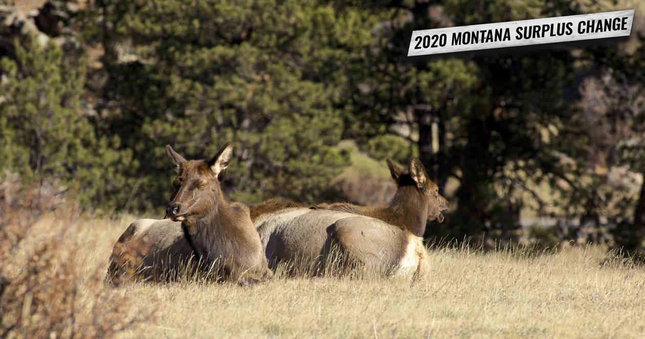 New change to Montana surplus license process for 2020
