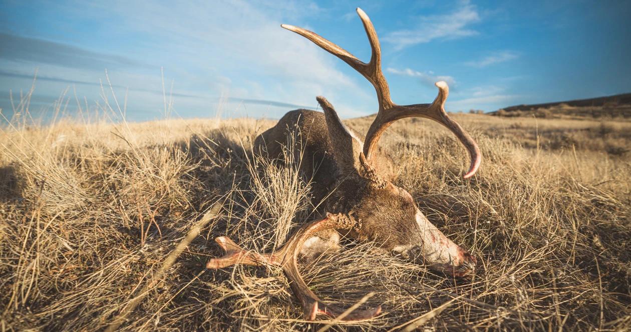 Montana mule deer hunting 1