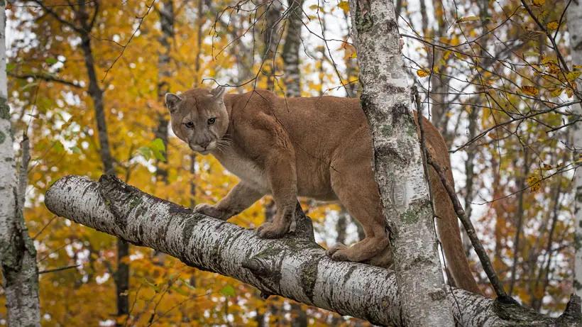 Utah announces recommendation to increase cougar permits for 2017
