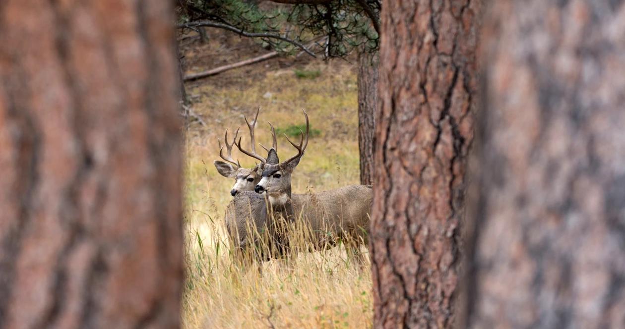 Wyoming mule deer habitat conservation h1