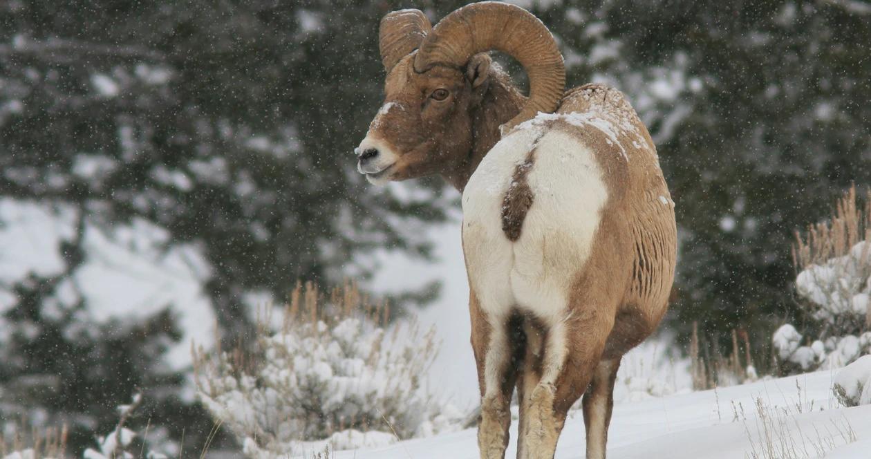 Montana bighorn sheep hunting h1