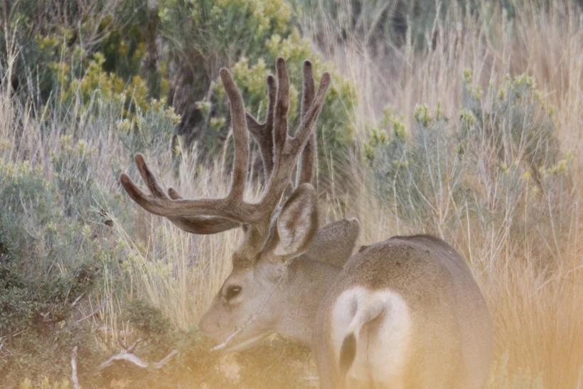 The best time for mule deer - 0