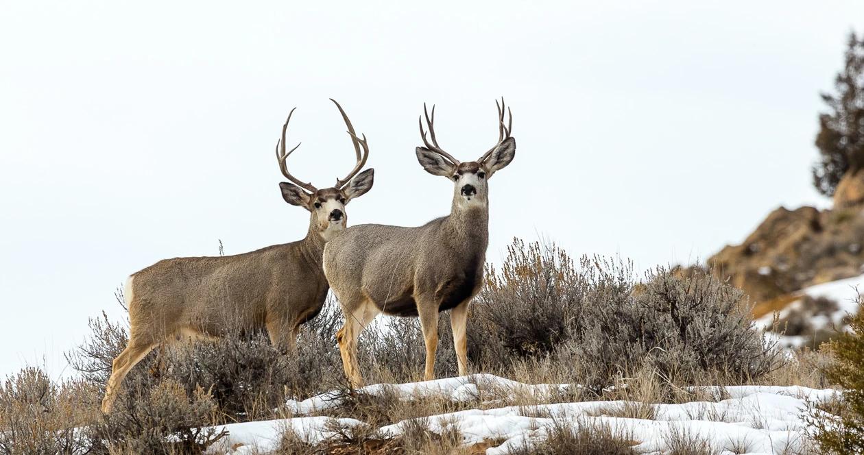 Montana mule deer h1_10