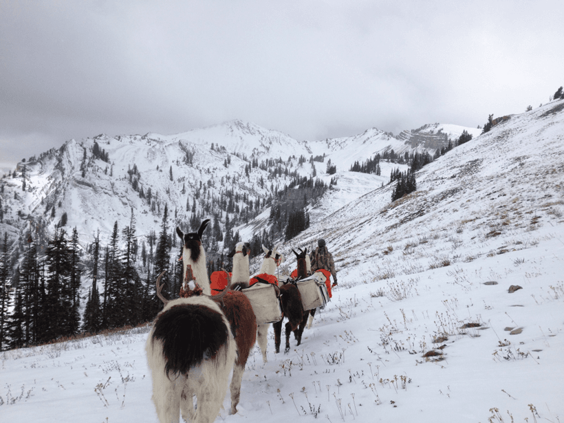 Llamas packing buck in mountains