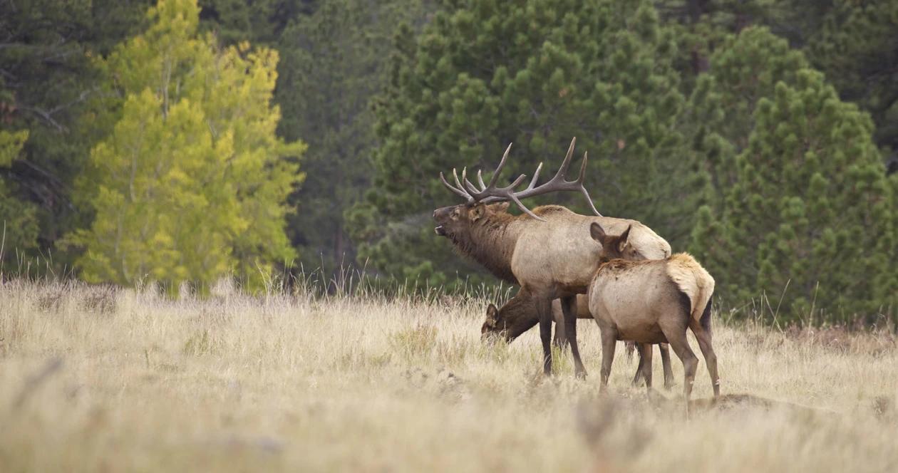 Montana hunting license changes h1