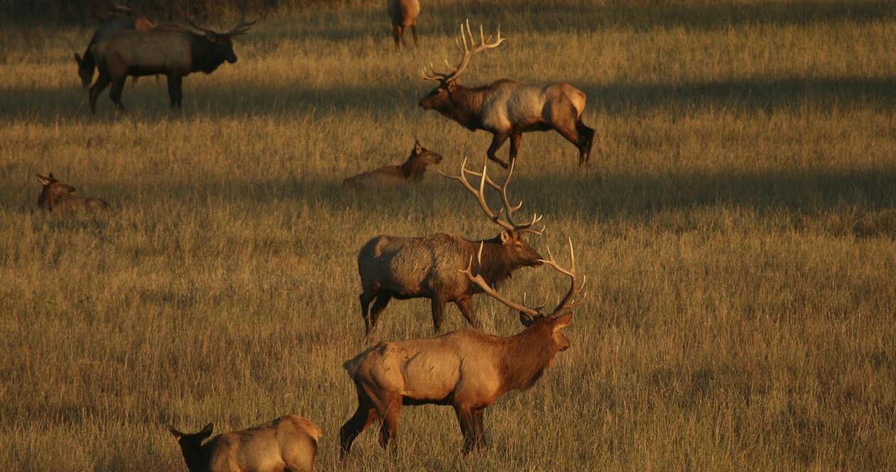Montana releases new elk management plan 1