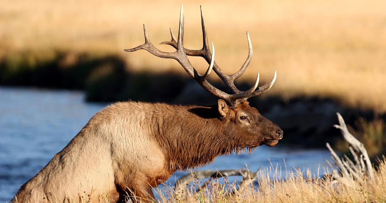 Montana resident hunters satisfied with state elk management 1