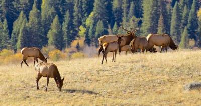 Idaho elk depredation study h1