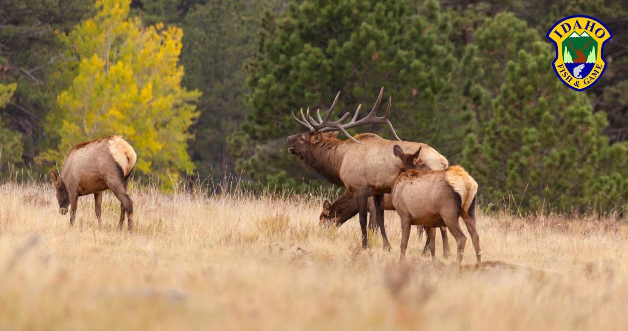 2018 idaho deer elk antelope black bear deadline extended 1