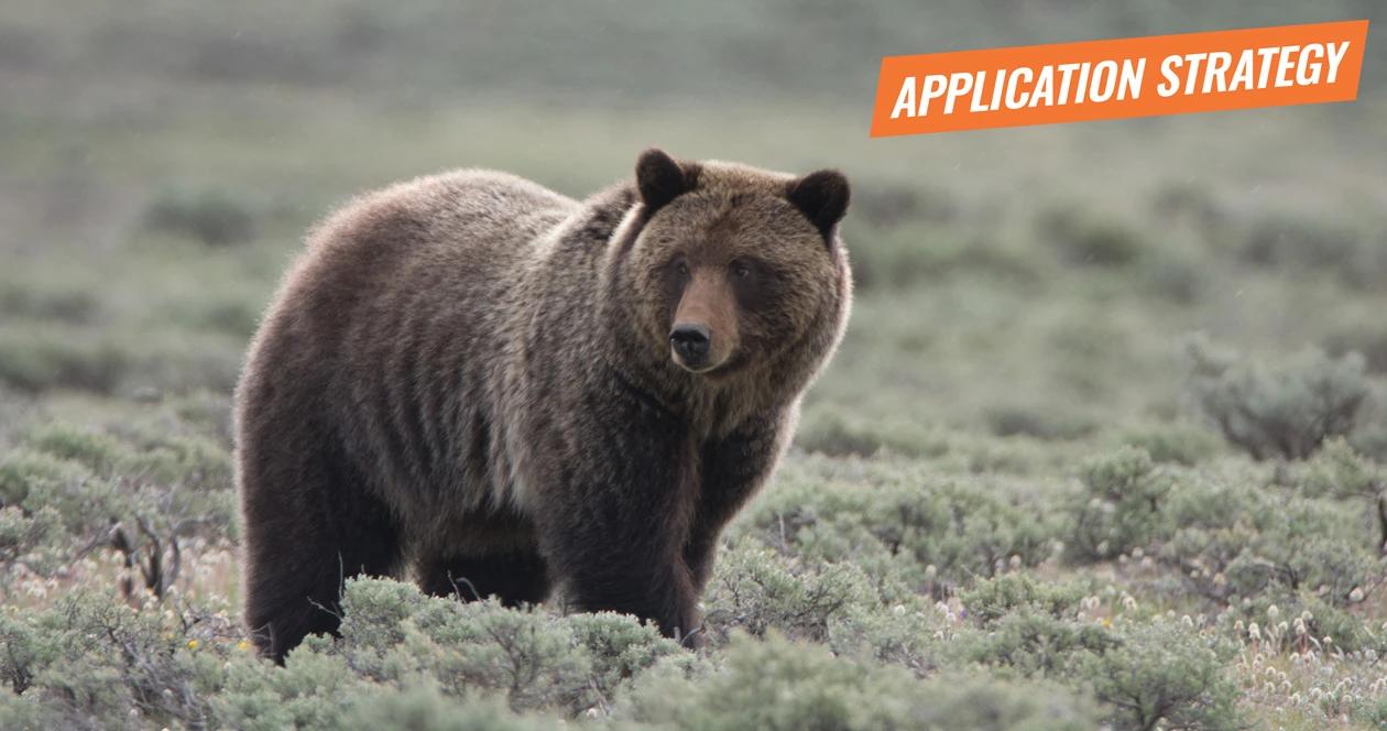 APPLICATION STRATEGY 2018: Idaho and Wyoming Grizzly Bear Hunt