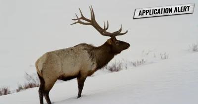 Montana deer elk application deadline change 1