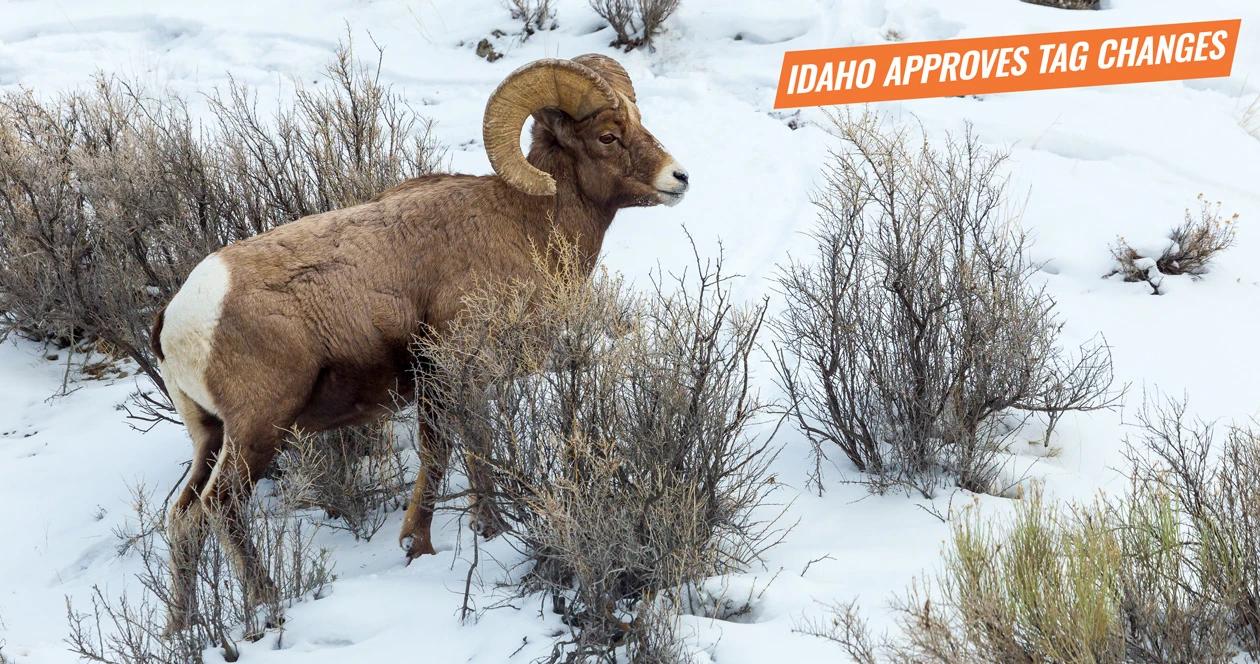 Idaho approves new sheep moose mountain goat tag changes 1