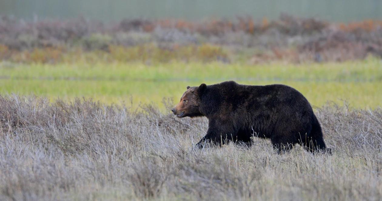 Grizzly bear attack wyoming h1