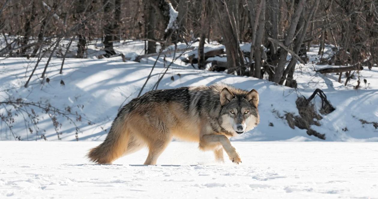 Colorado gray wolf h1