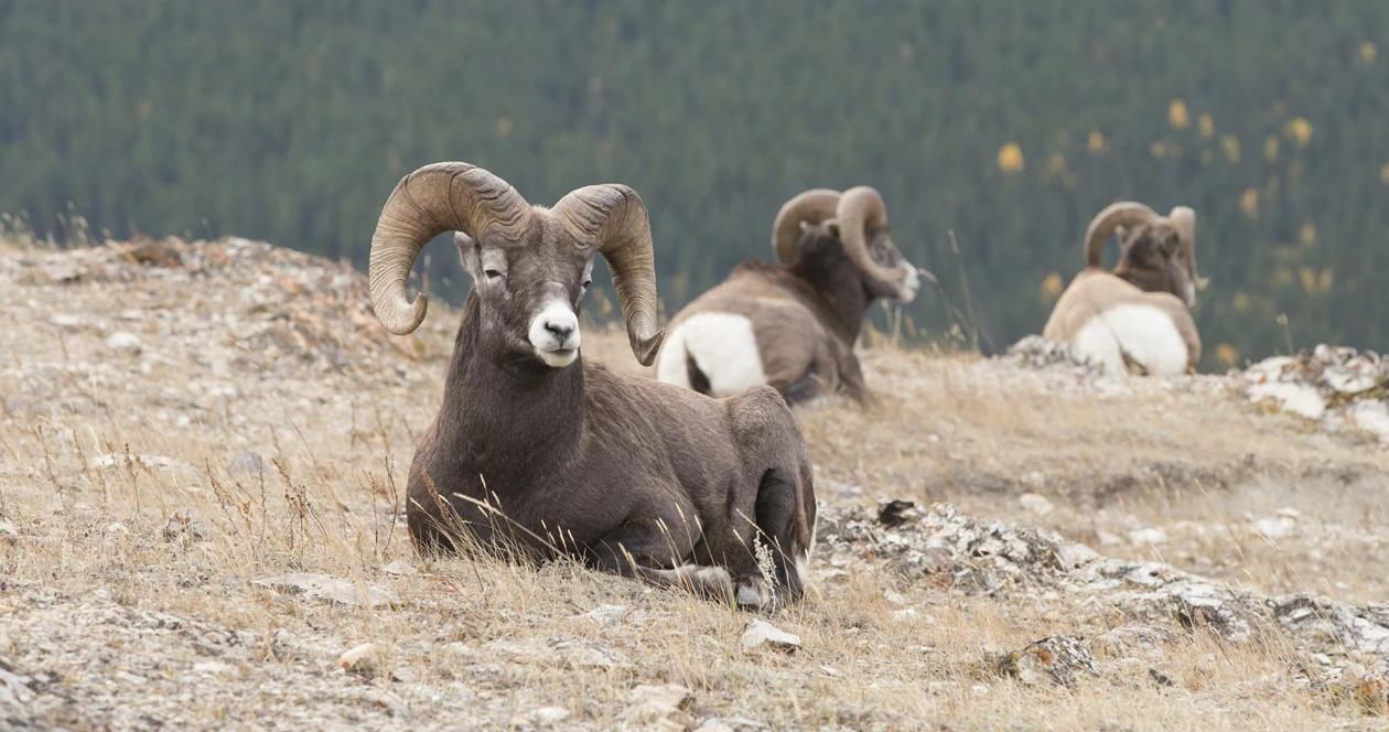 Montana bighorn sheep relocation h1_0