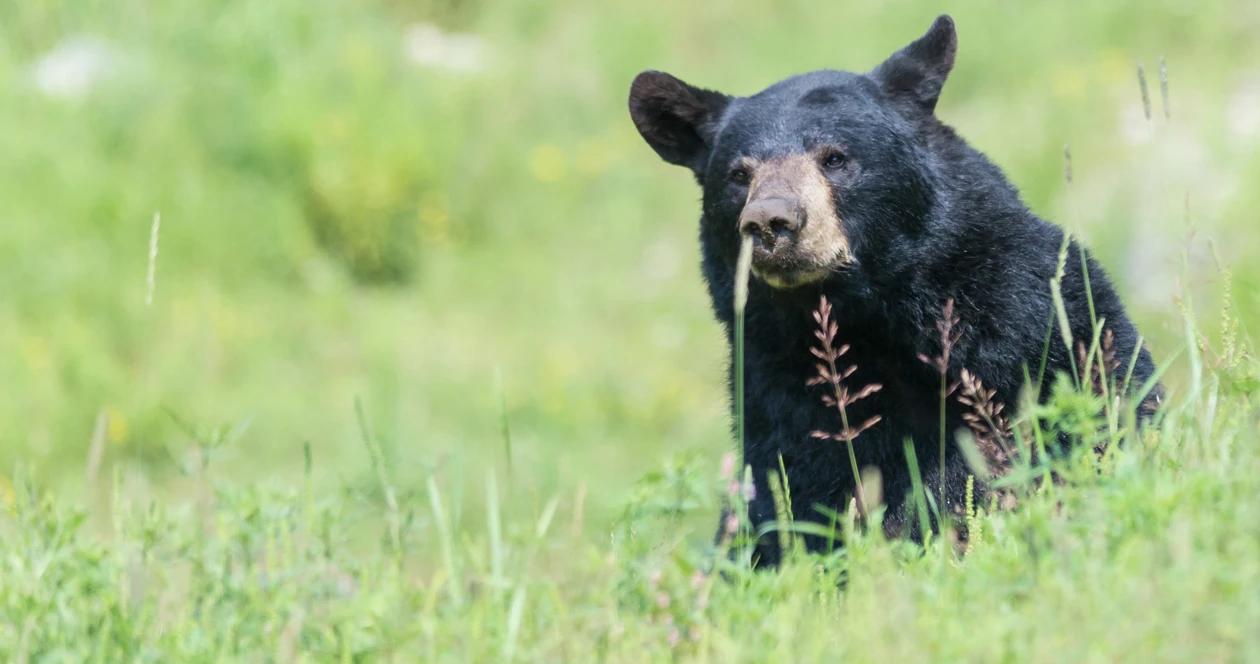 Missouri black bear hunting h1