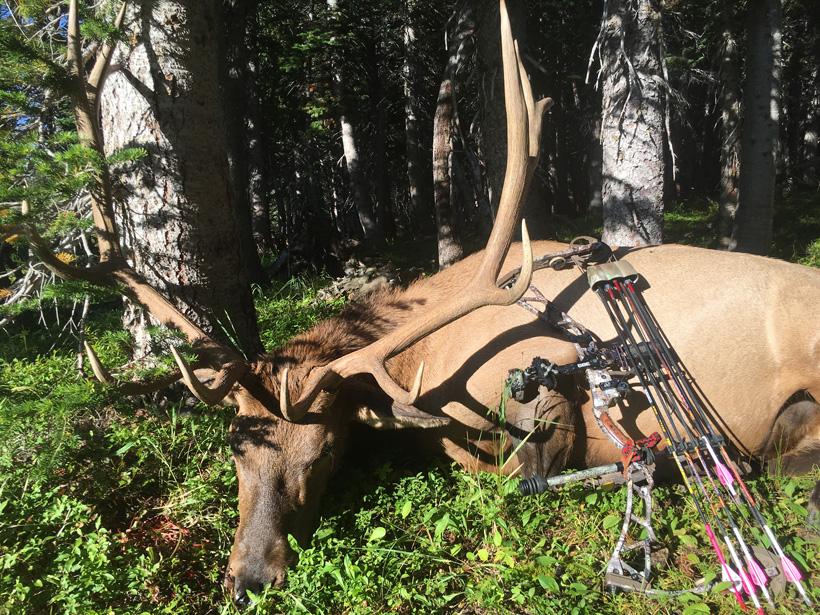 Ryan mcconnell archery bull elk up close
