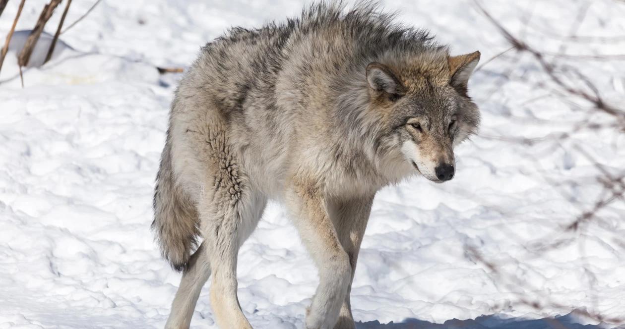 Idaho wolves predation h1