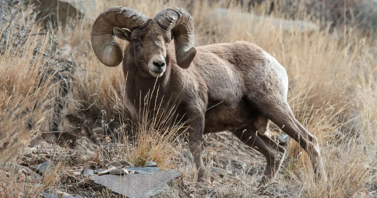 Montana bighorn sheep h1_4