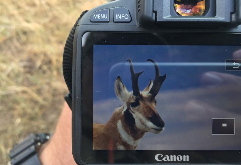 Capturing photos of antelope in colorado