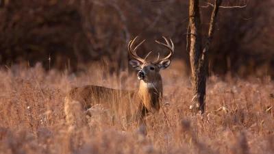 How to purchase Iowa deer preference points a step-by-step guide