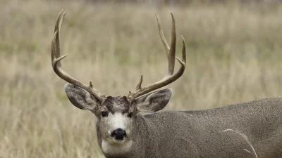 2024 North Dakota gun deer application strategy article